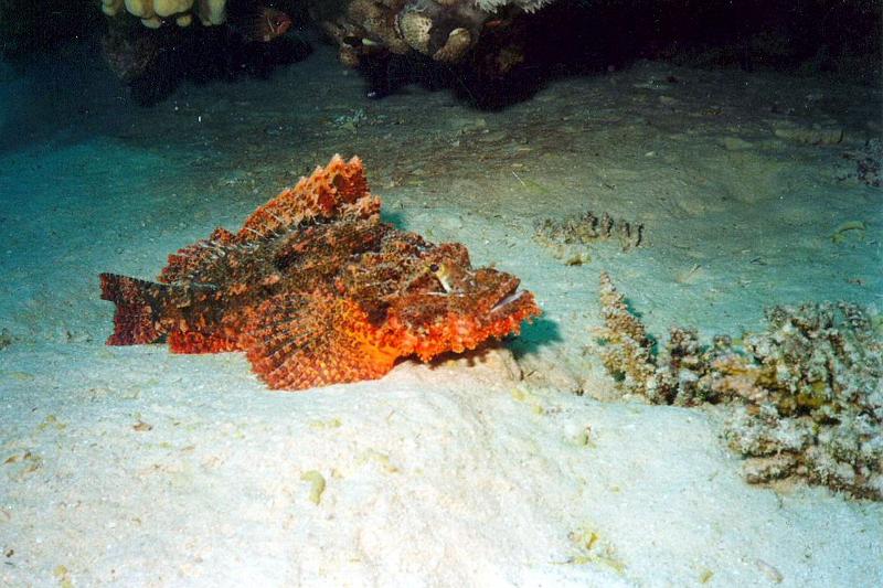 Coll EG 016.jpg